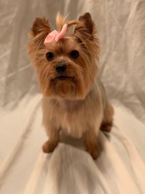 Foto de Diamond In the Ruff