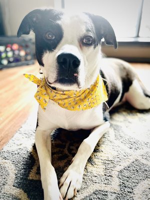 Foto de Petsburgh Grooming