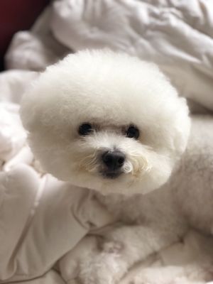 Photo of All God's Creatures
