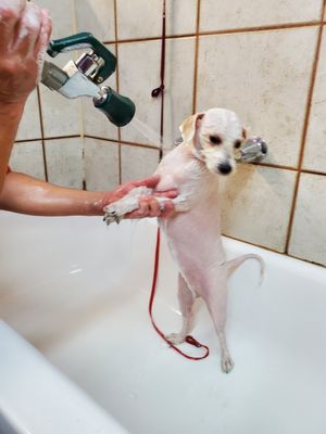 Photo of Animal Boarding and Grooming