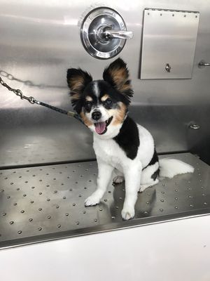 Photo of House Call Mobile Grooming