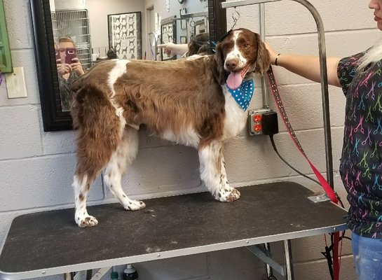 Choosing a reliable dog grooming salon in Midland, TX