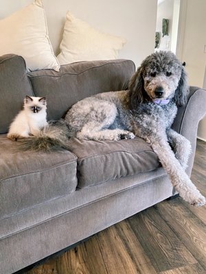 Photo of Pampered Pet