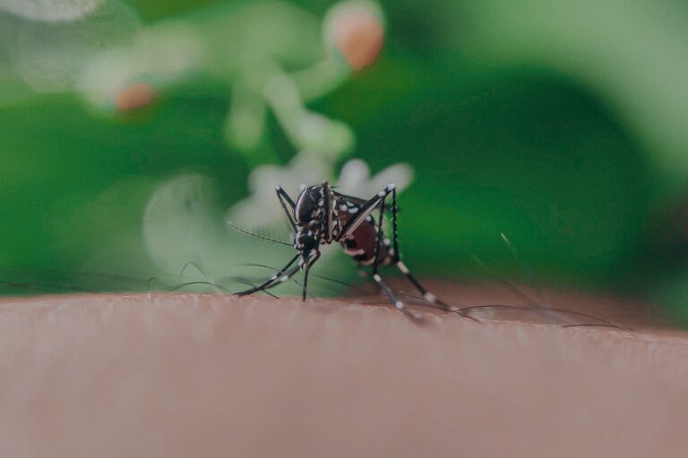 mosquitos - Mosquito tigre asiático