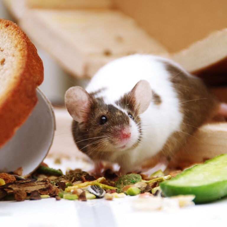 Ratón doméstico - roedores