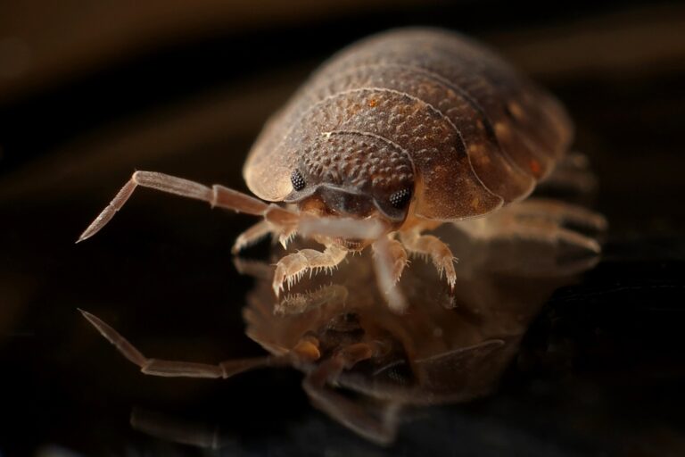 Cimex lectularius - Insectos